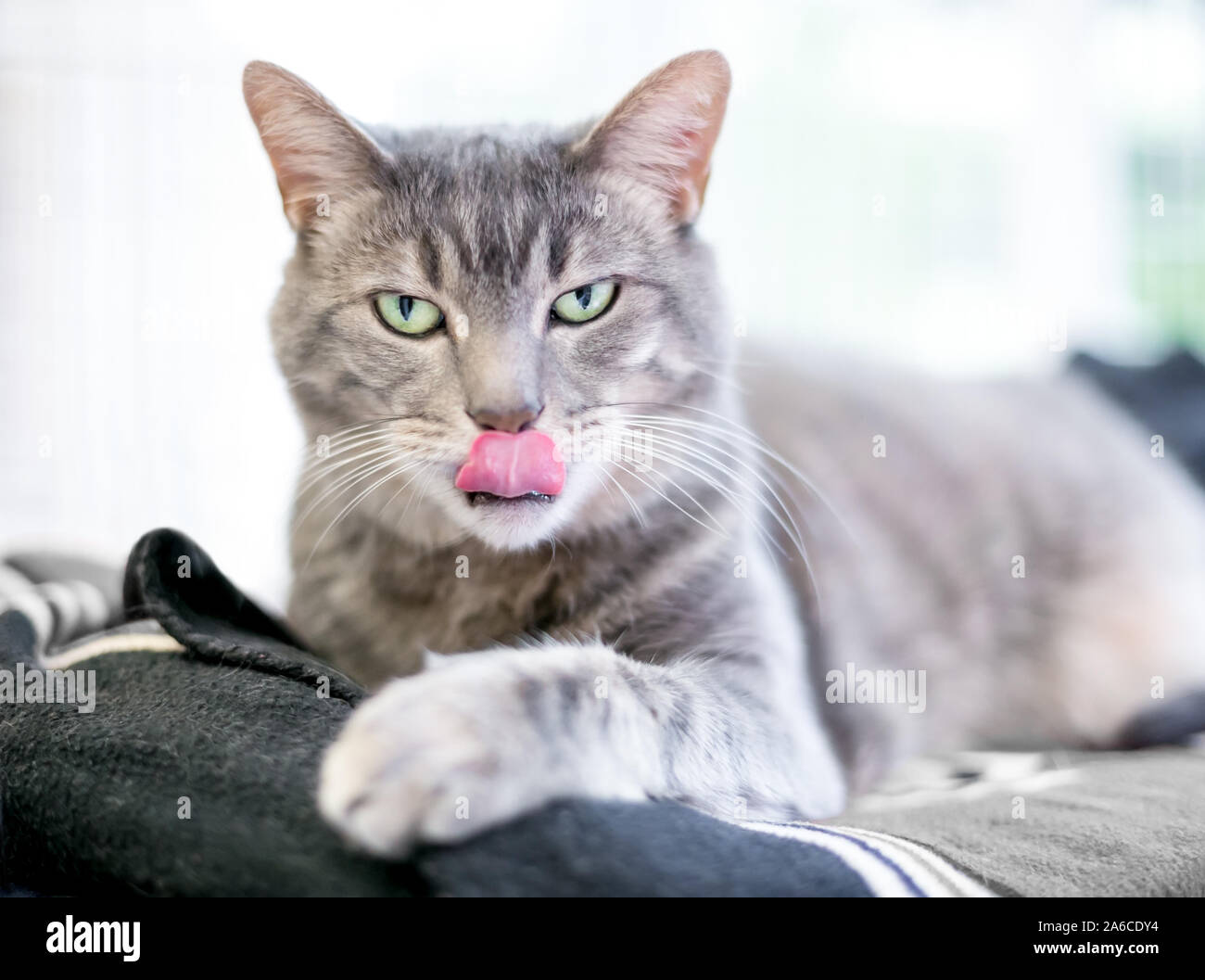 Un grigio tabby domestico gatto Shorthair leccare le sue labbra Foto Stock