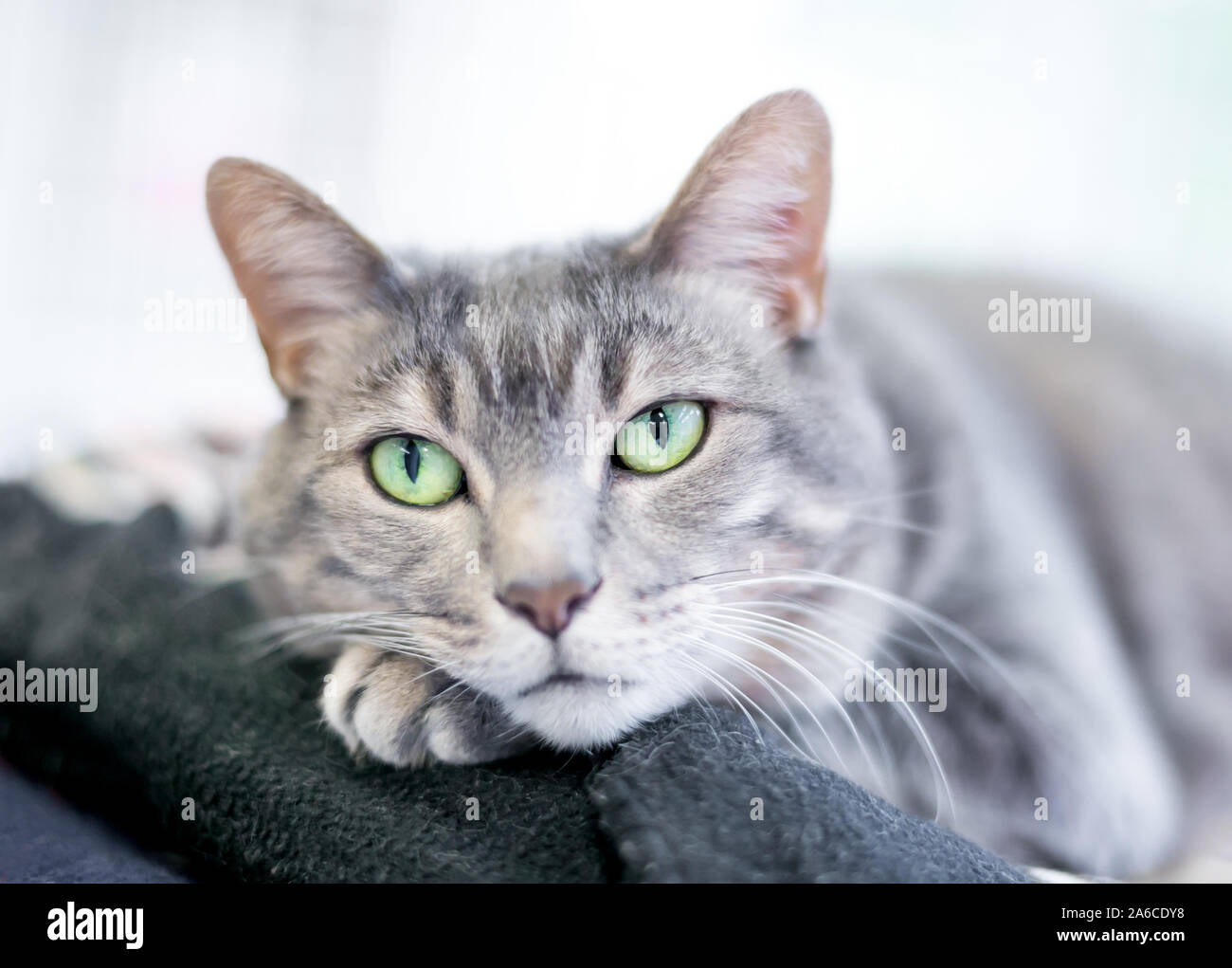 Un rilassato grigio tabby domestico gatto Shorthair appoggiato la sua testa sulla sua zampa Foto Stock