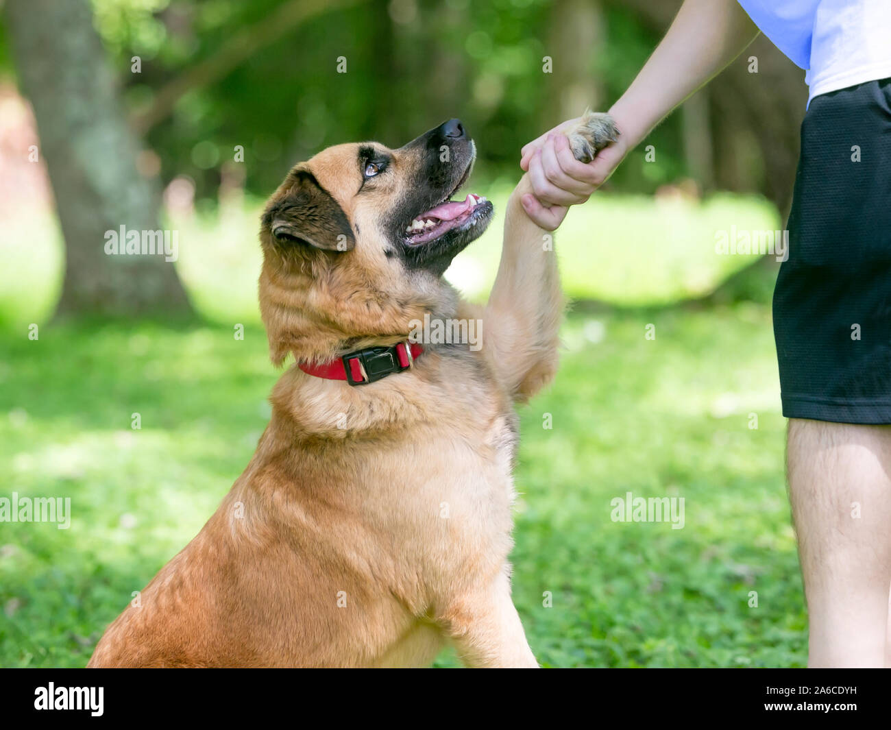 Una pelliccia Retriever / Pastore di razza cane stringono le mani di una persona Foto Stock