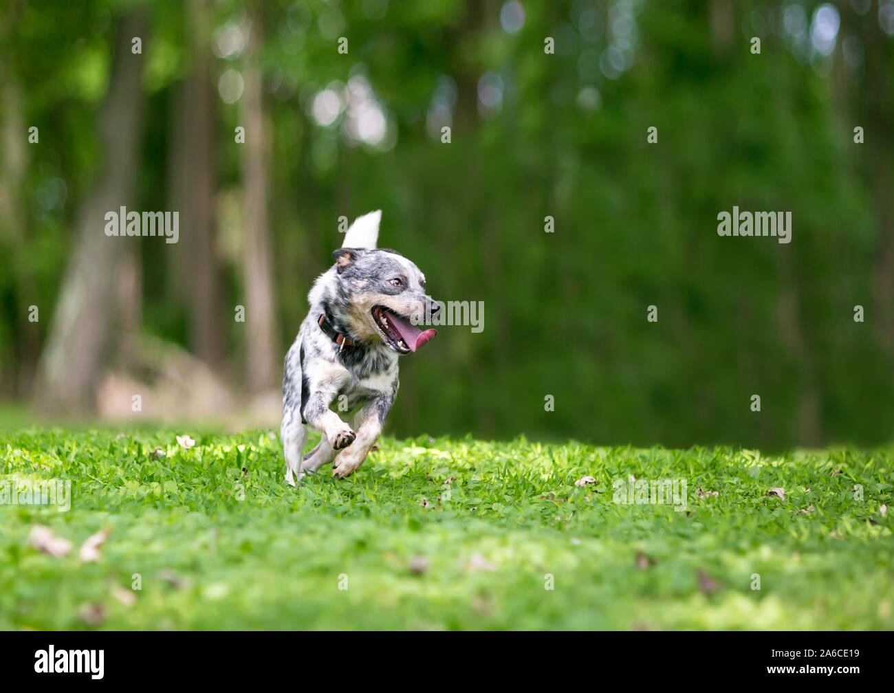 Un felice Miniature pinscher correndo all'aperto Foto Stock