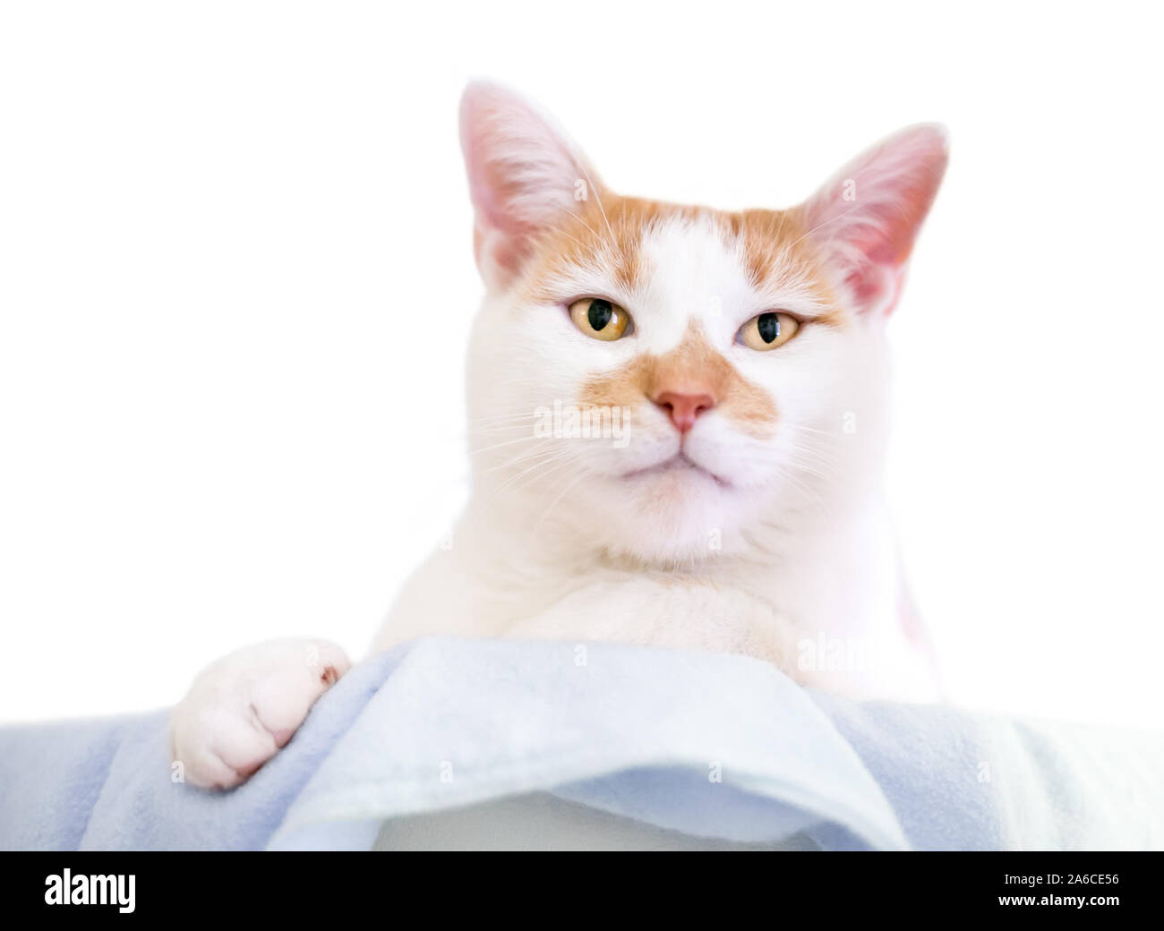 Un arancio e bianco domestico gatto Shorthair relax su una coperta Foto Stock