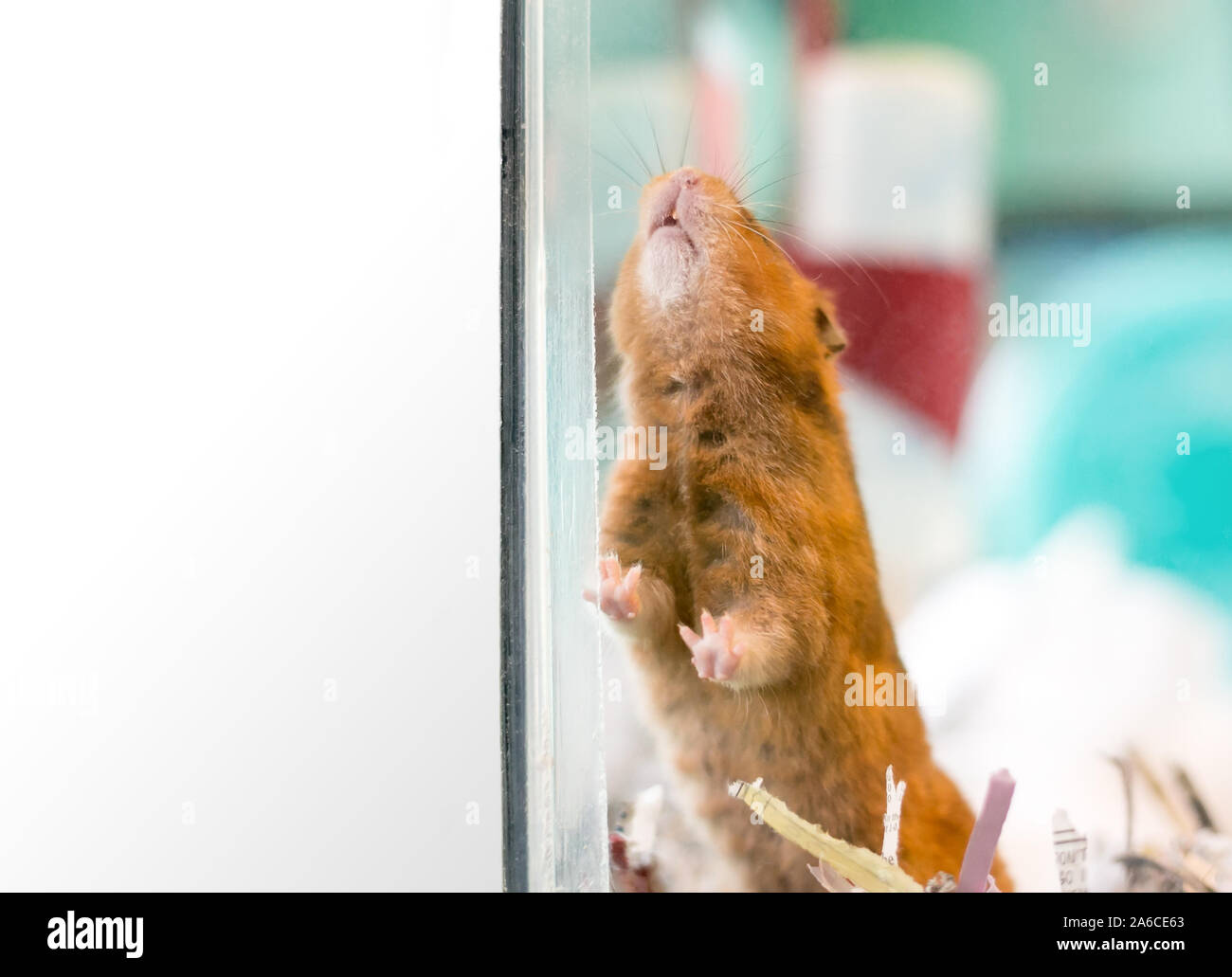 Un pet criceti siriani all'interno di una gabbia di vetro Foto Stock