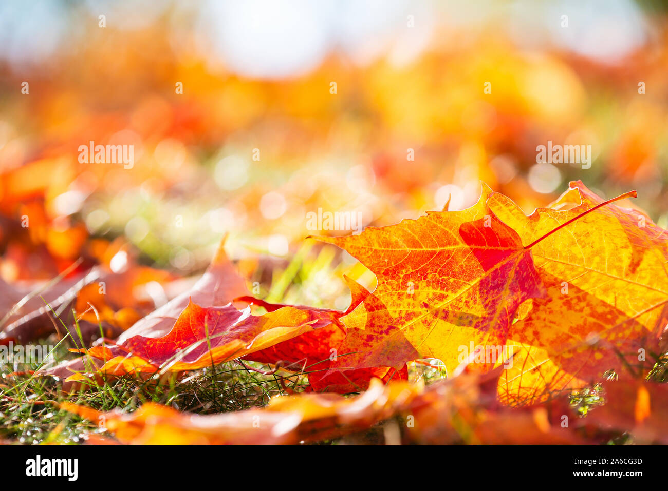 Vista dettagliata del luminoso e colorato autunno acero foglie sul terreno. Rientrano la natura sfondo con copia spazio. Foto Stock