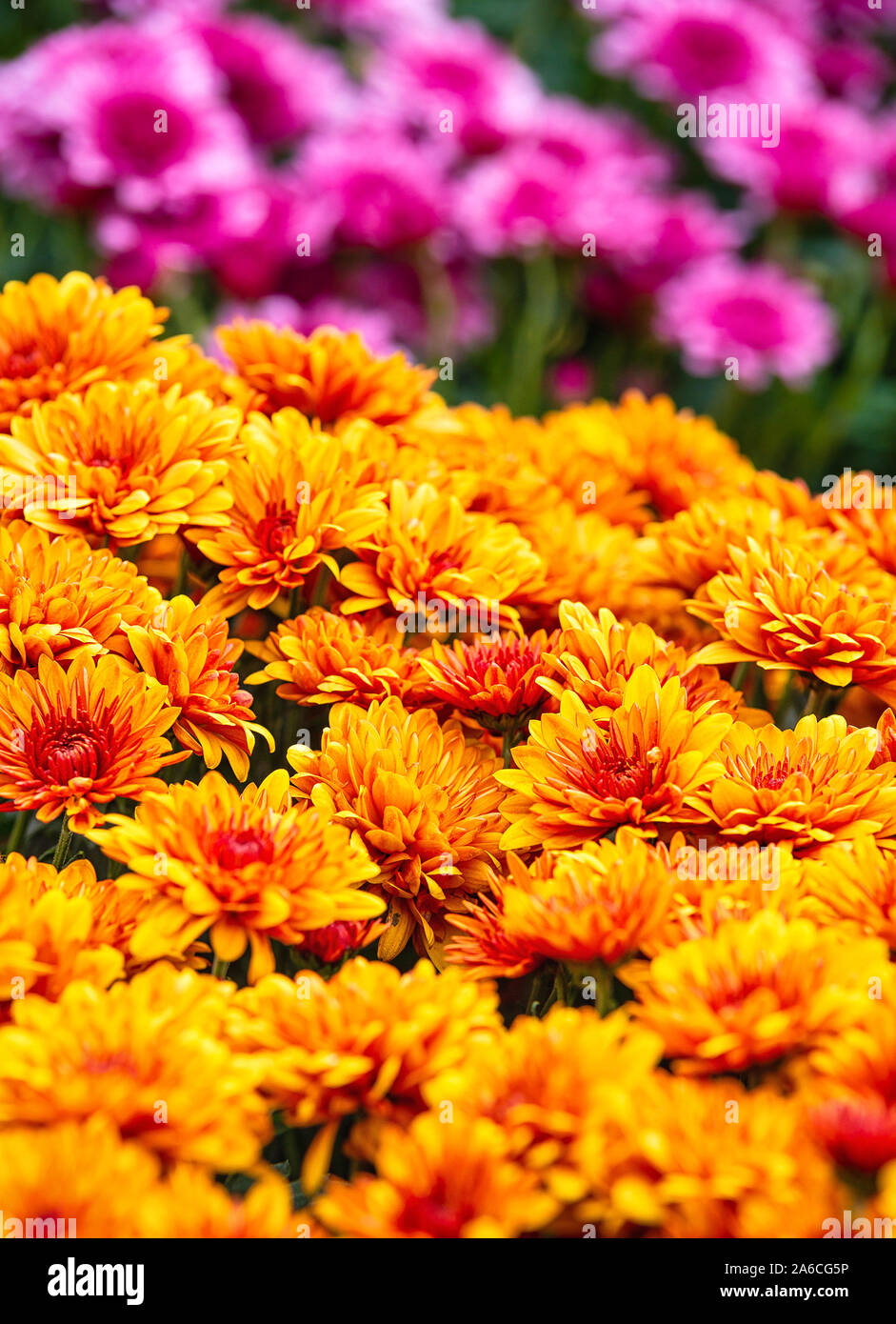 Colorato la mamma o crisantemo fiori per la vendita in autunno Foto Stock