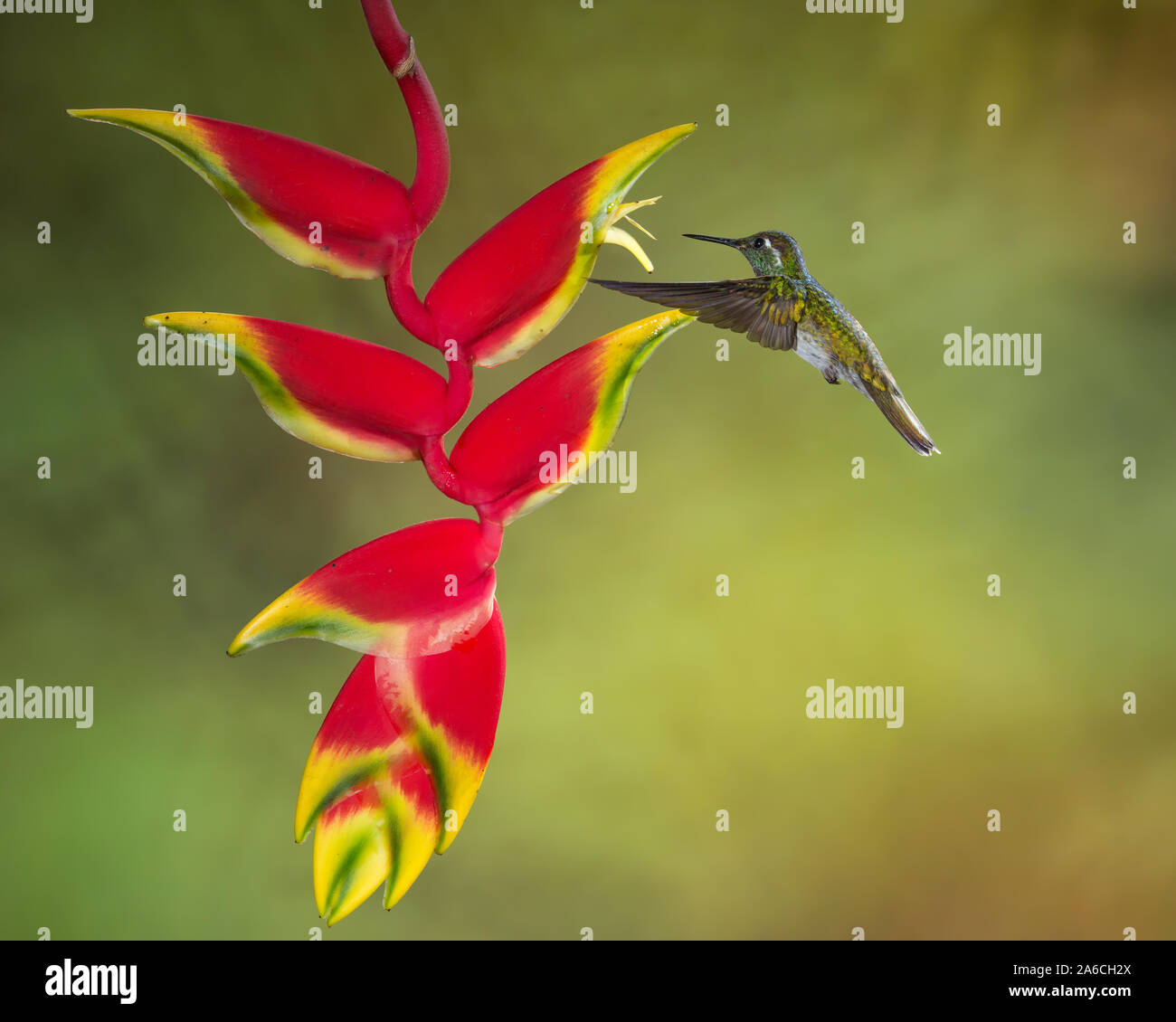 Un maschio bianco-panciuto Mountain-gem Hummingbird, Lampornis hemileucus, approcci di una aragosta tropicale Heliconia artiglio per alimentare in Costa Rica. Foto Stock