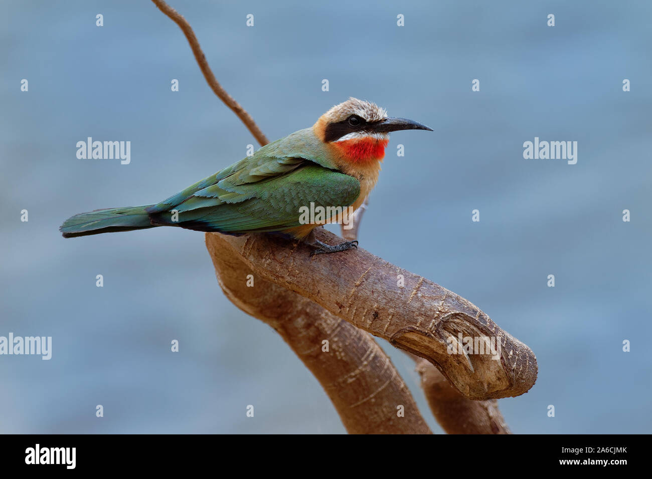 Bianco-fronteggiata gruccione - Merops bullockoides specie di gruccione ampiamente distribuito nell'Africa sub-equatoriale, il nido in piccole colonie di scavare buche Foto Stock