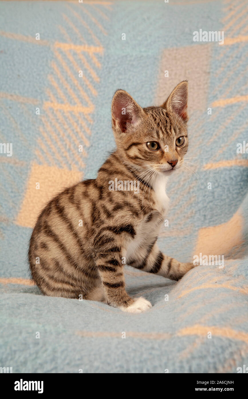 Un ritratto di una giovane tomcat seduto su un divano. Foto Stock