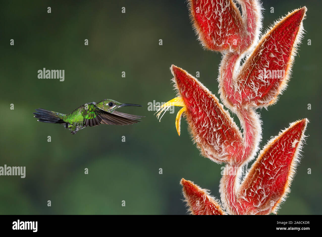 Una femmina verde-incoronato Hummingbird brillante, Heliodoxa jacula, si avvicina a un Hairy Heliconia per alimentare il suo nettare in Costa Rica. Foto Stock