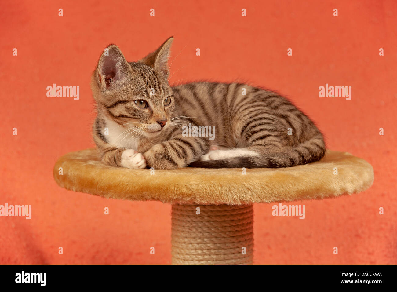 Ritratto di un gattino sdraiato su una scalfittura post. Foto Stock