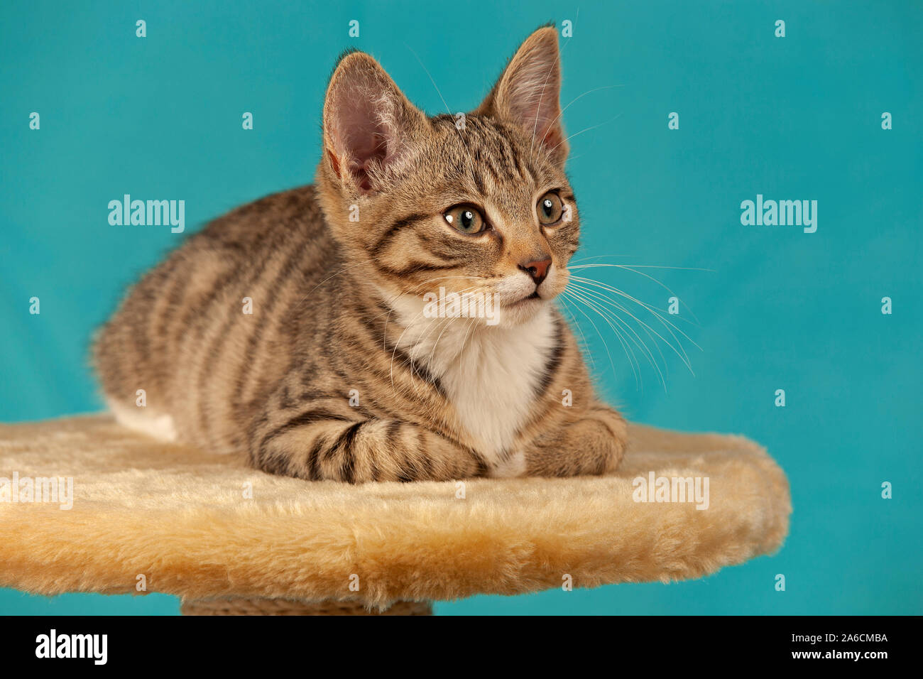Ritratto di un gattino sdraiato su una scalfittura post. Foto Stock