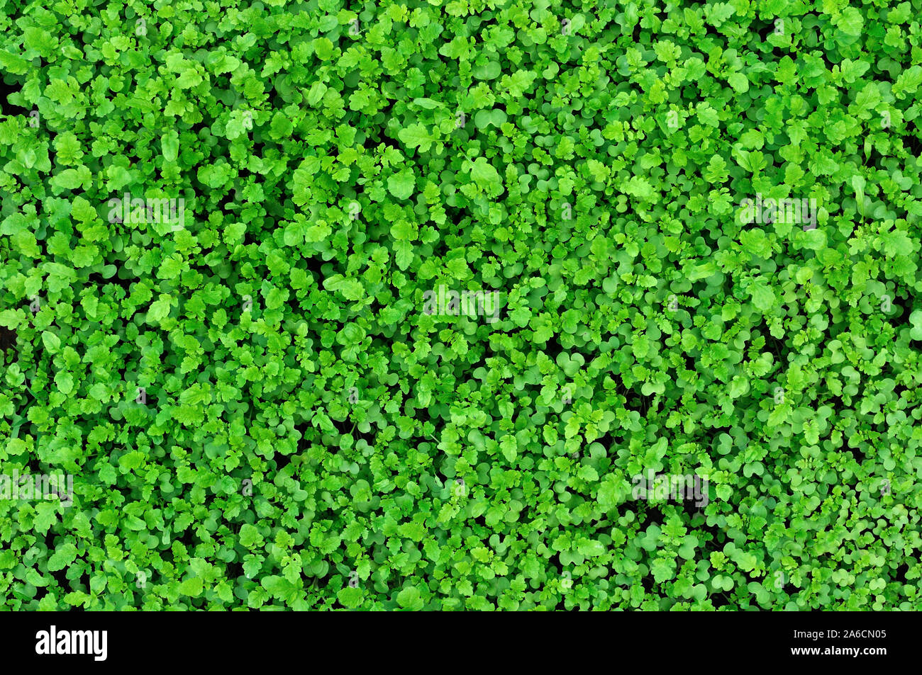 Foglie verdi di sfondo campo agricolo di senape Foto Stock