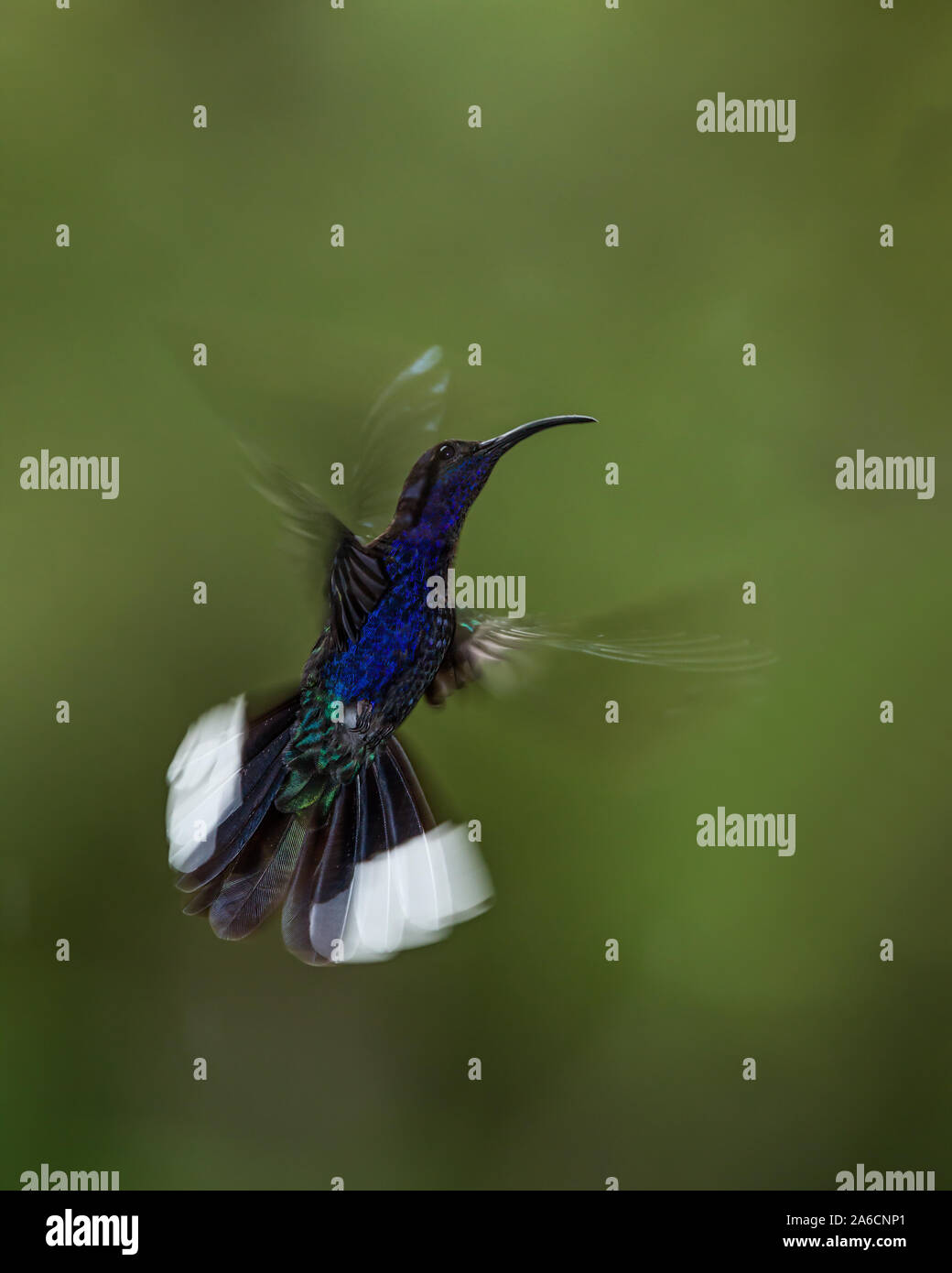 Un maschio Violet Sabrewing Hummingbird, Largipennis hemileucurus, fotografati con una combinazione di luce ambiente e ad alta velocità di flash. Foto Stock