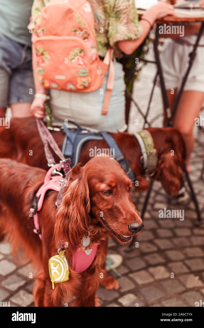 La caccia i cani al guinzaglio in città con i proprietari. Una famiglia di due cani. Foto di strada Foto Stock