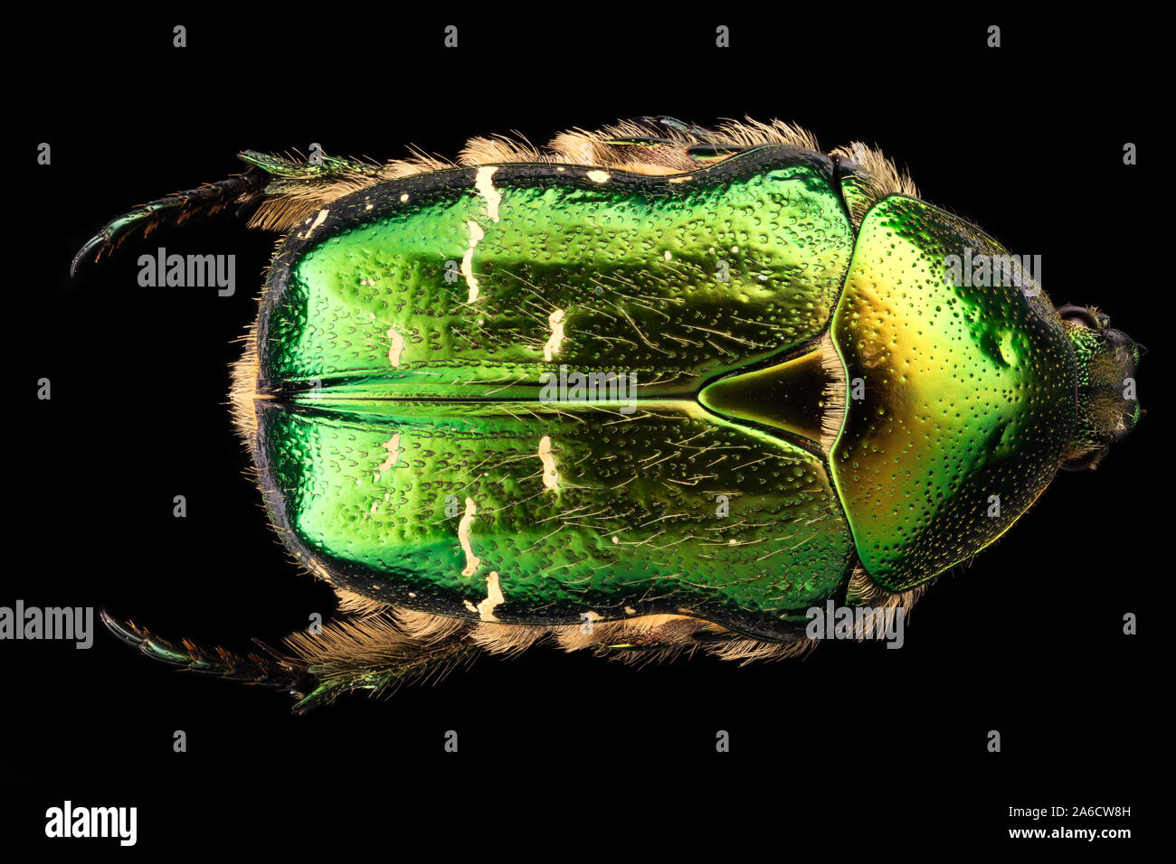Rose chafer, Cetonia aurata, Guldbagge Foto Stock