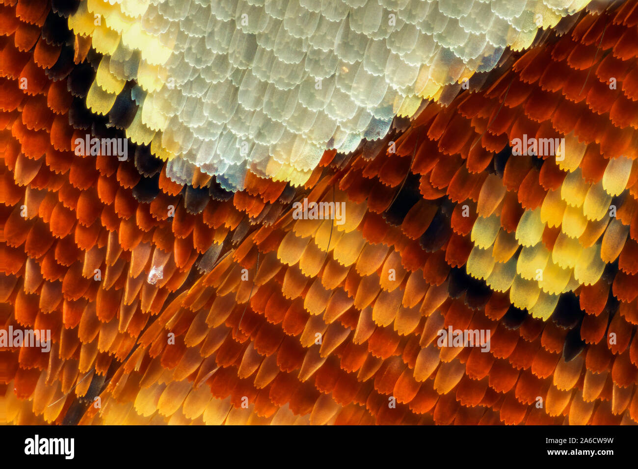 Scale a farfalla Foto Stock