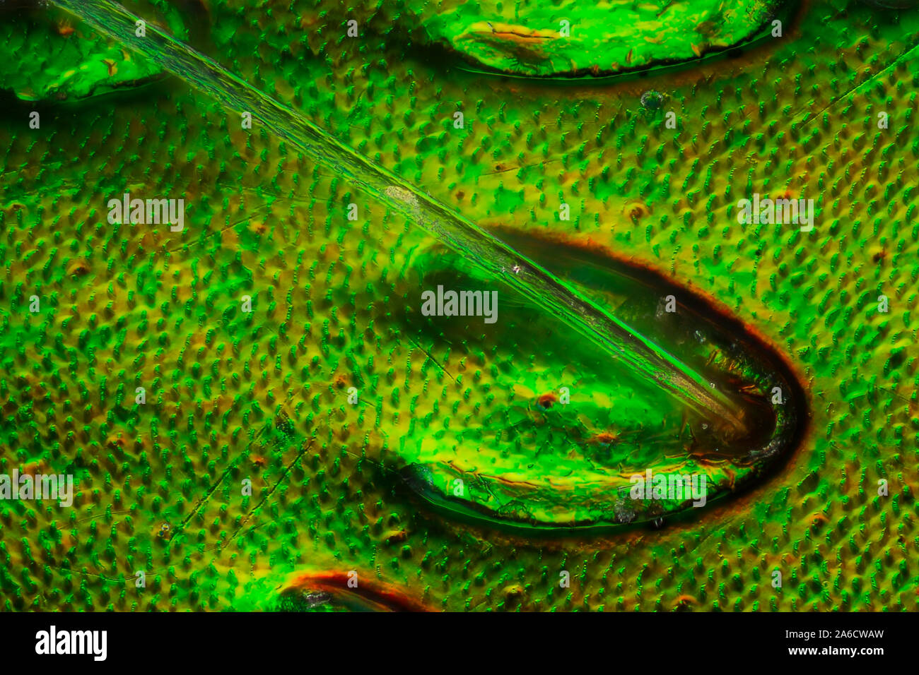 Rose chafer, Cetonia aurata, Guldbagge Foto Stock