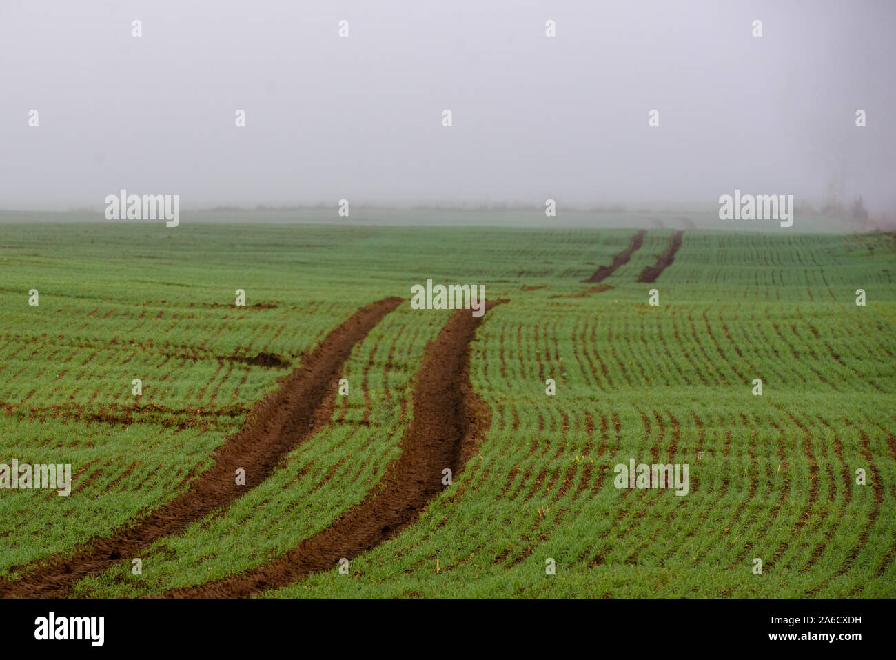 Colture invernali sul campo. Mattinata nebbiosa. Caduta stagione. Foto Stock