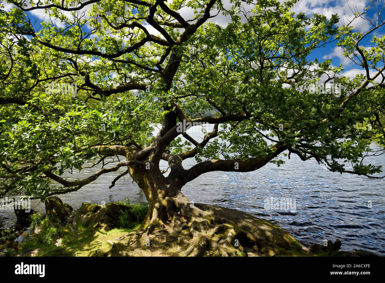 Twisted tronco rami e radici di una quercia sulla riva di Rydal acqua Lago Fiume Rothay in Rydal Lake District National Park in Inghilterra Foto Stock