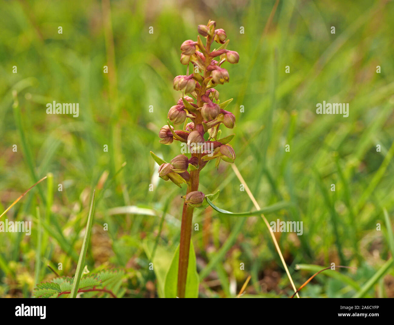 Frog Orchid (Coeloglossum viride) su unimproved calcare la prateria a Ingleborough Riserva Naturale Nazionale, Yorkshire England Regno Unito Foto Stock