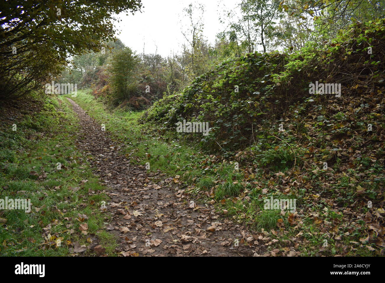 Una passeggiata nei boschi, prosciutto Hill, Somerset Foto Stock