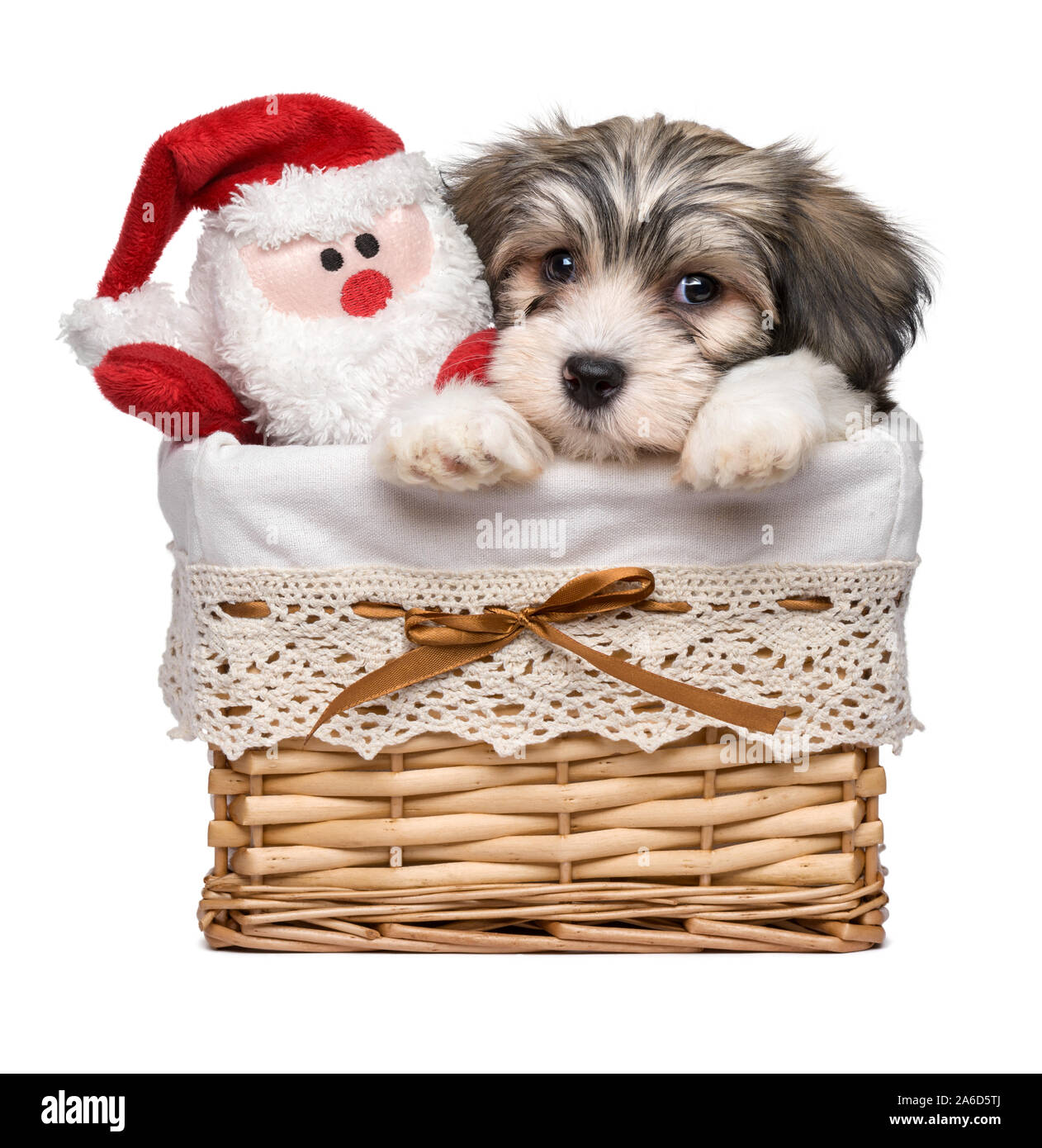 Carino Bichon Havanese cucciolo di cane in un cestello con un po' di Santa Claus il giocattolo di peluche - Isolato su sfondo bianco Foto Stock
