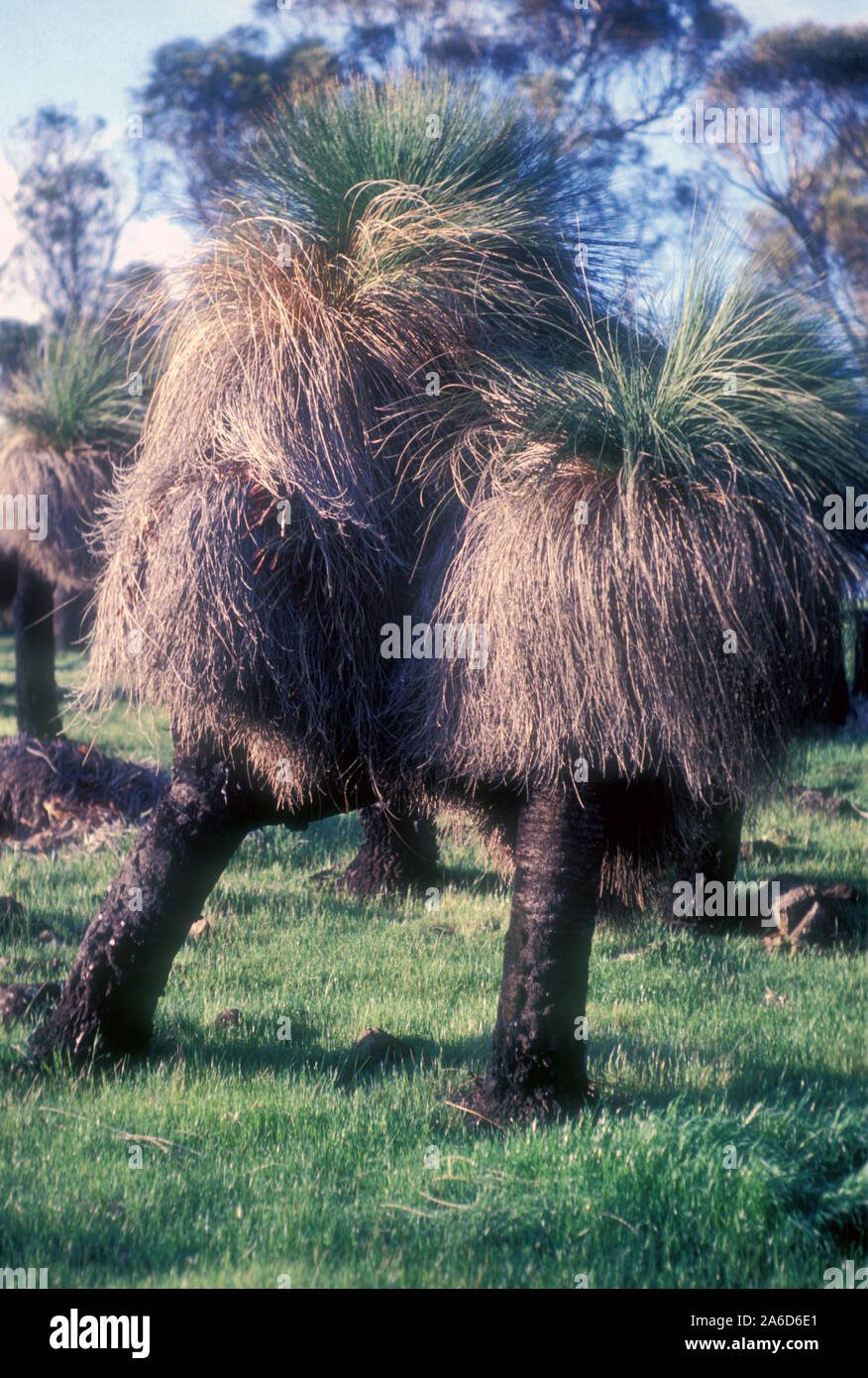 I RAGAZZI NERI CONOSCIUTI ANCHE COME ALBERI D'ERBA (XANTHORRHOEA) OUTBACK SUD AUSTRALIA. Foto Stock