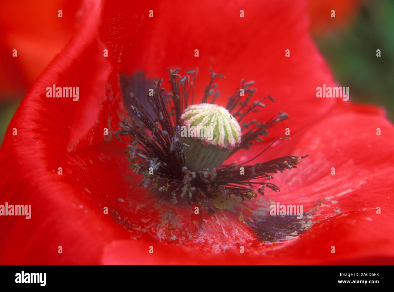 PRIMO PIANO DEI PETALI E DEL CENTRO SCURO DI UN PAPAVERO ROSSO DELLE FIANDRE NOTO ANCHE COME FIELD O CORN POPPY (PAPAVER RHOEAS) VICTORIA, AUSTRALIA. Foto Stock