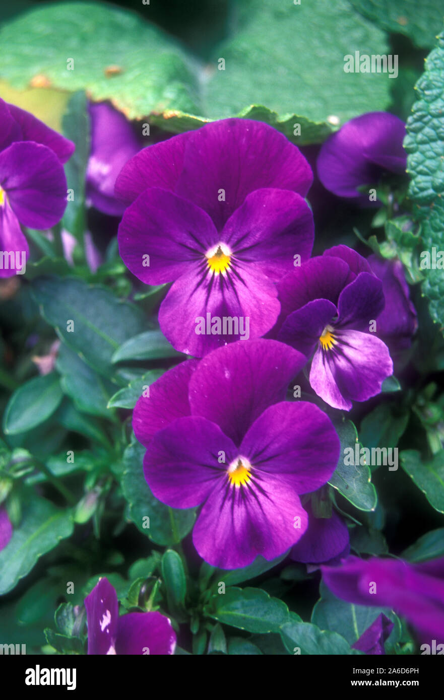 PRIMA PIANURA DI FIORI DI VIOLA X WITTROCKIANA (VIOLETTE) 'PURPLE DUET'. AUSTRALIA. Foto Stock