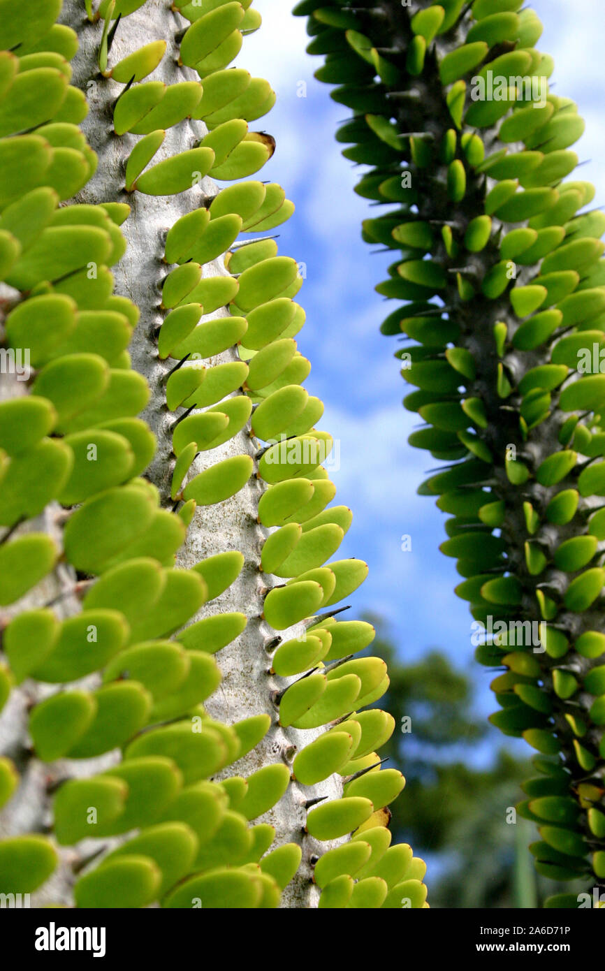 Alluaudia procera, o il Madagascar ocotillo, è un succulento decidui specie vegetali della famiglia Didiereaceae. Foto Stock