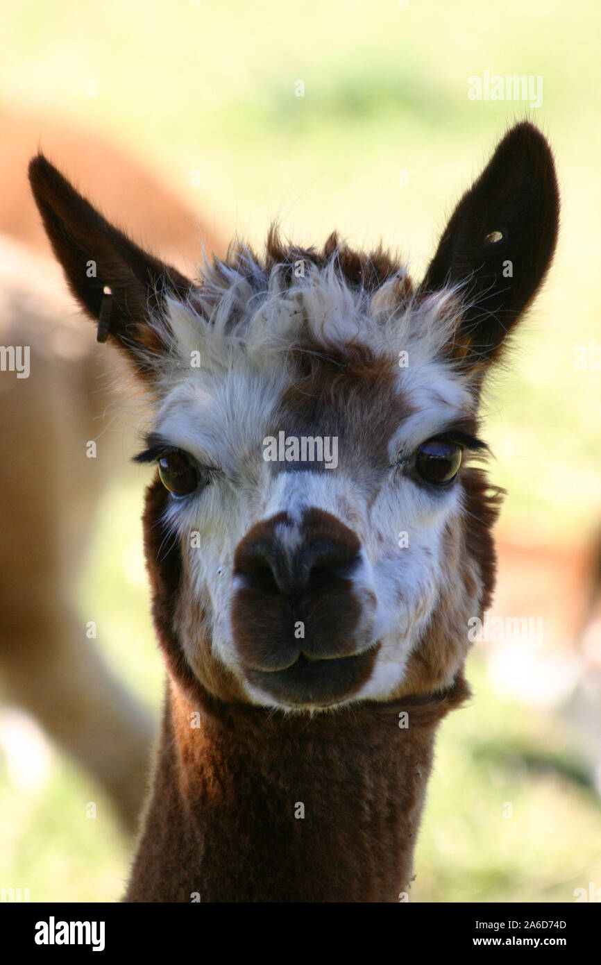 Colpo alla testa di un LLAMA (LAMA GLAMA) Nuovo Galles del Sud, Australia Foto Stock