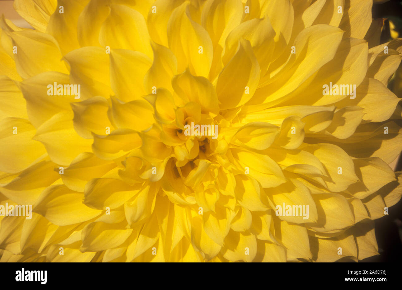 Giallo 'Dpiastra interna' DAHLIA Foto Stock