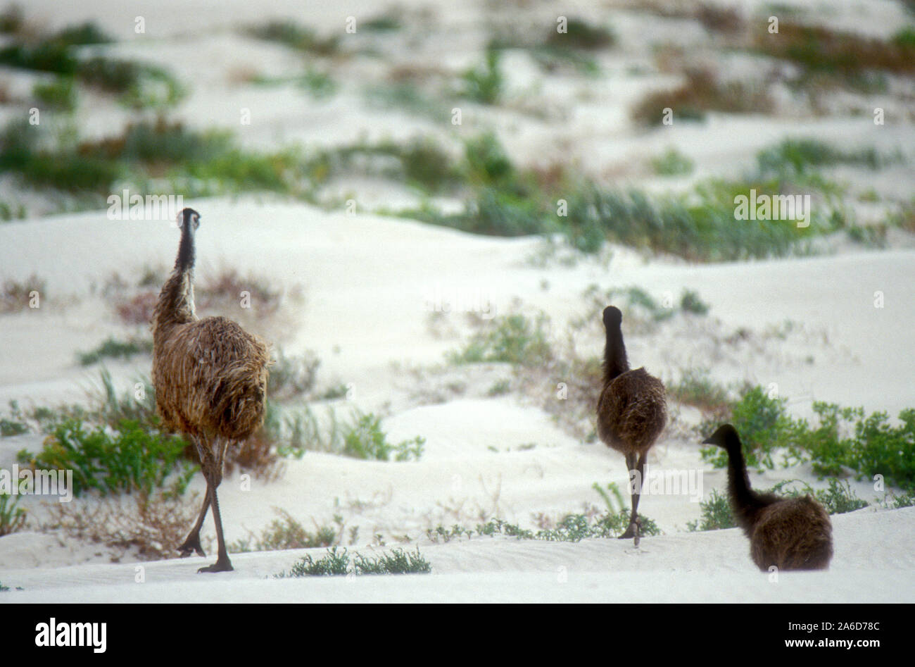 Una famiglia di emu (DROMAIUS NOVAEHOLLANDIAE) EUCLA NATIONAL PARK, Australia occidentale Foto Stock