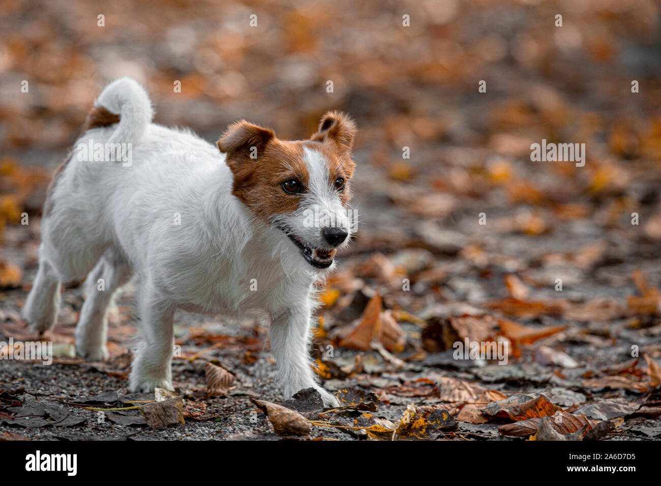 Jack Russle Terrier in un parco tra foglie di autunno. Foto Stock