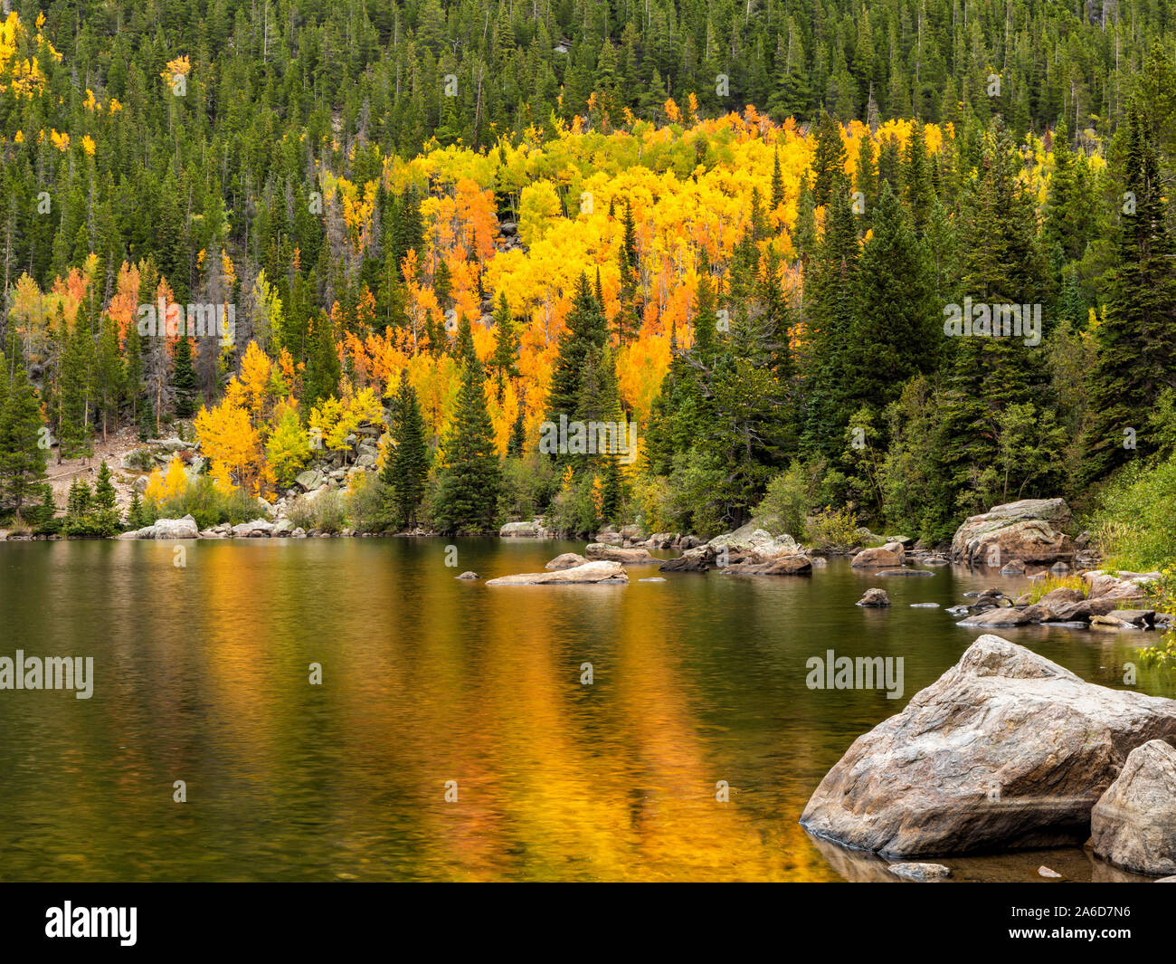 Golden e orange vacilla aspens relfected in Bear Lake nel Parco Nazionale delle Montagne Rocciose, Colorado Foto Stock