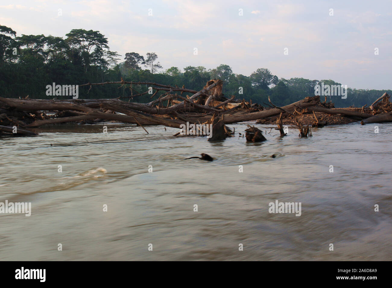 Grandi tronchi di alberi intasare il fiume Tambopata a Madre de Dios, Perù utilizzando un effetto bokeh di fondo Foto Stock