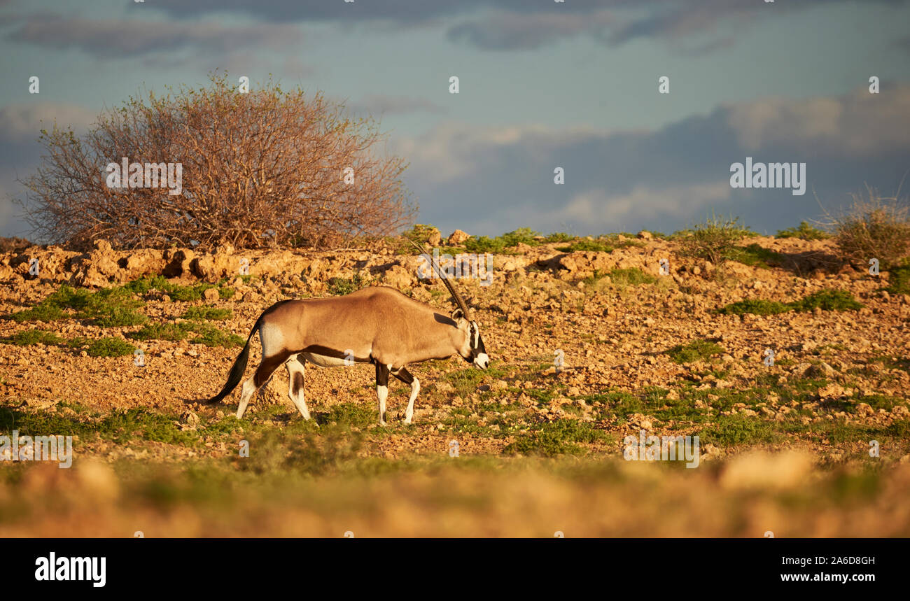 Southern Oryx camminare liberi in un parco della Namibia Foto Stock
