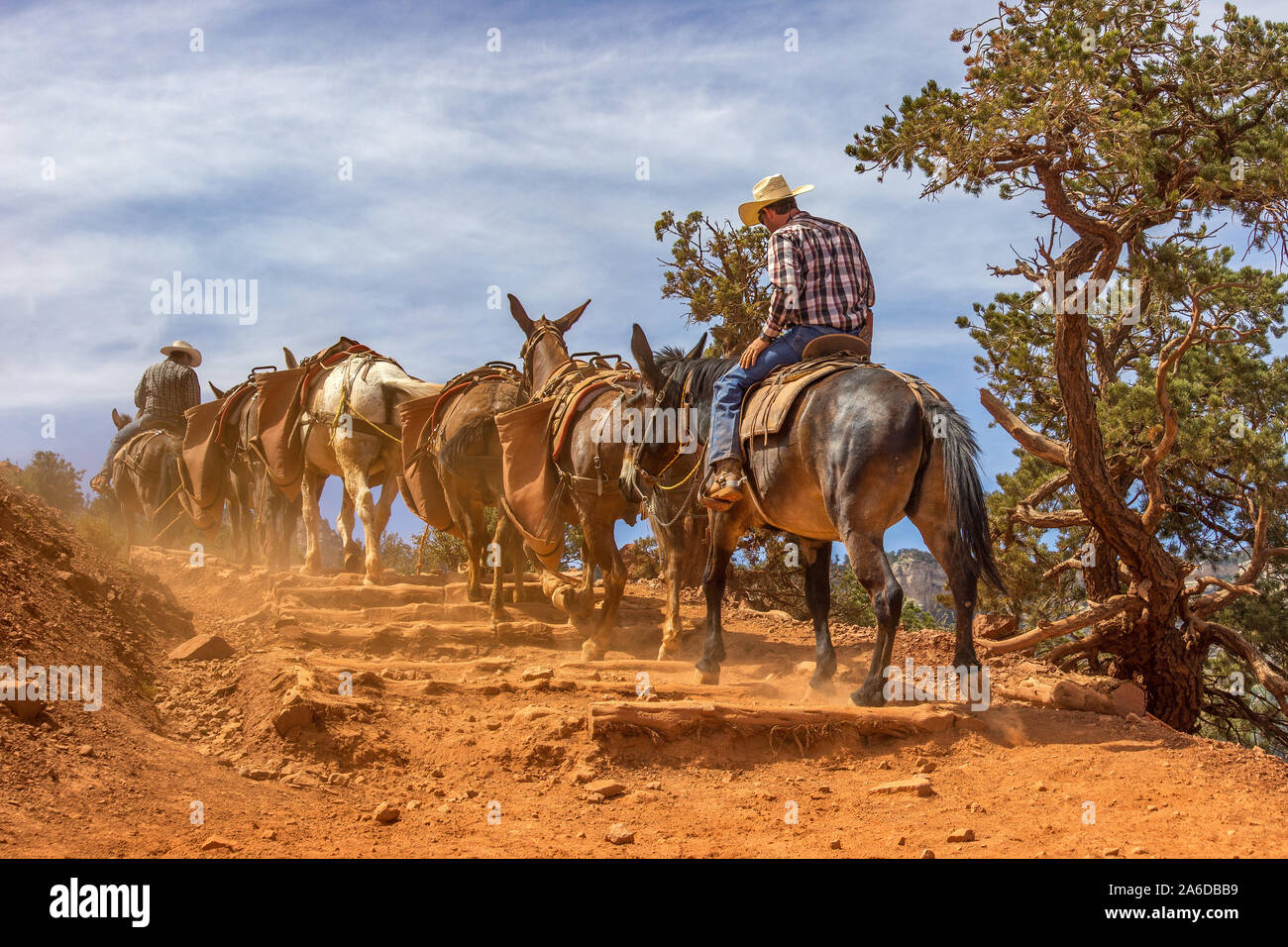 I cowboys che portano un mulo di treno sulla South Kaibab Trail nel Grand Canyon Foto Stock
