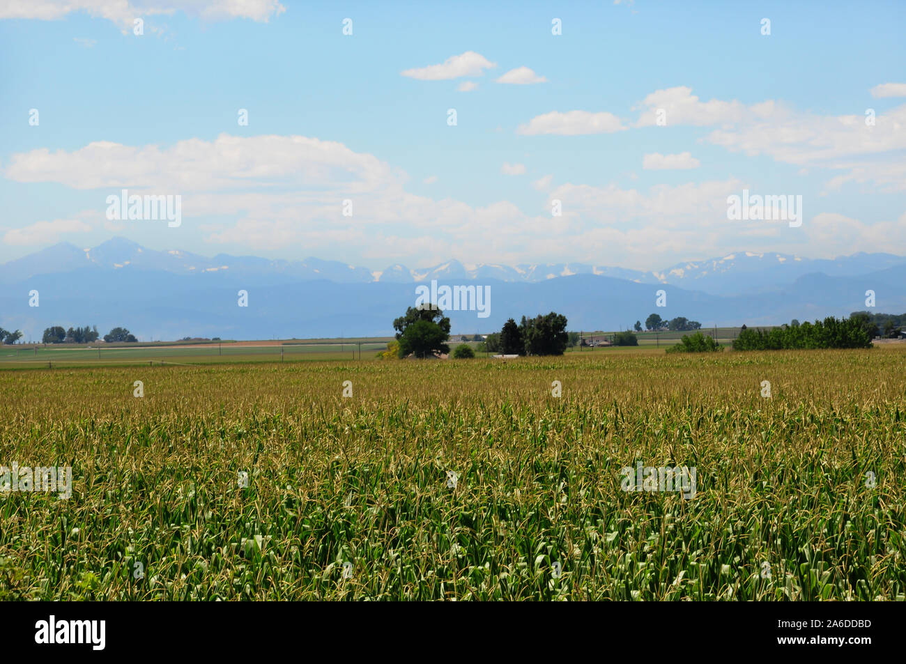 Cornfields cadde il terreno coltivabile accanto alle Montagne Rocciose in Colorado Foto Stock