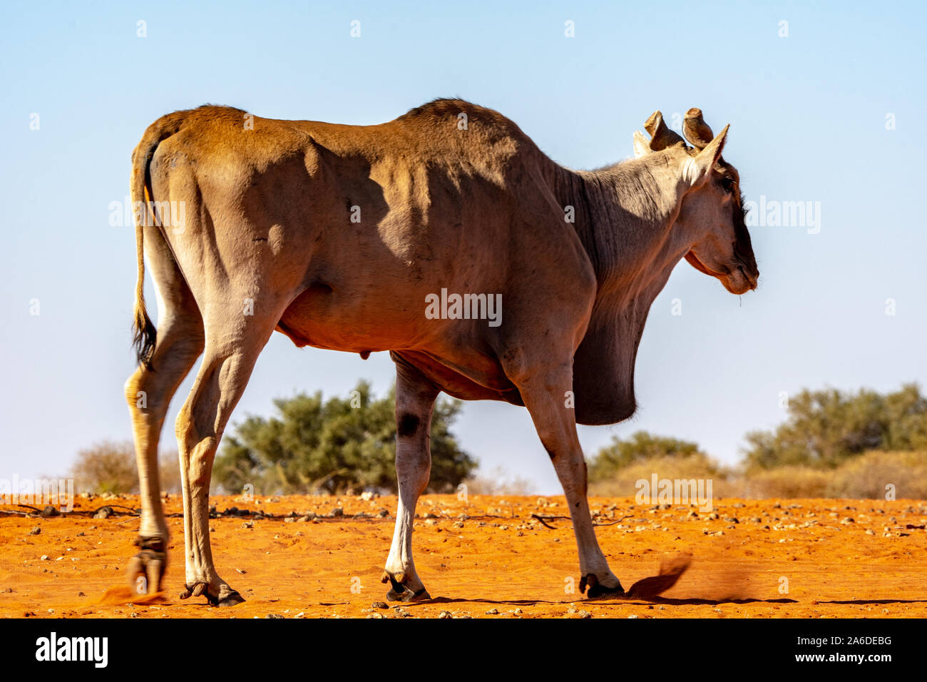 La fauna selvatica nel deserto del Kalahari, Namibia, Africa Foto Stock