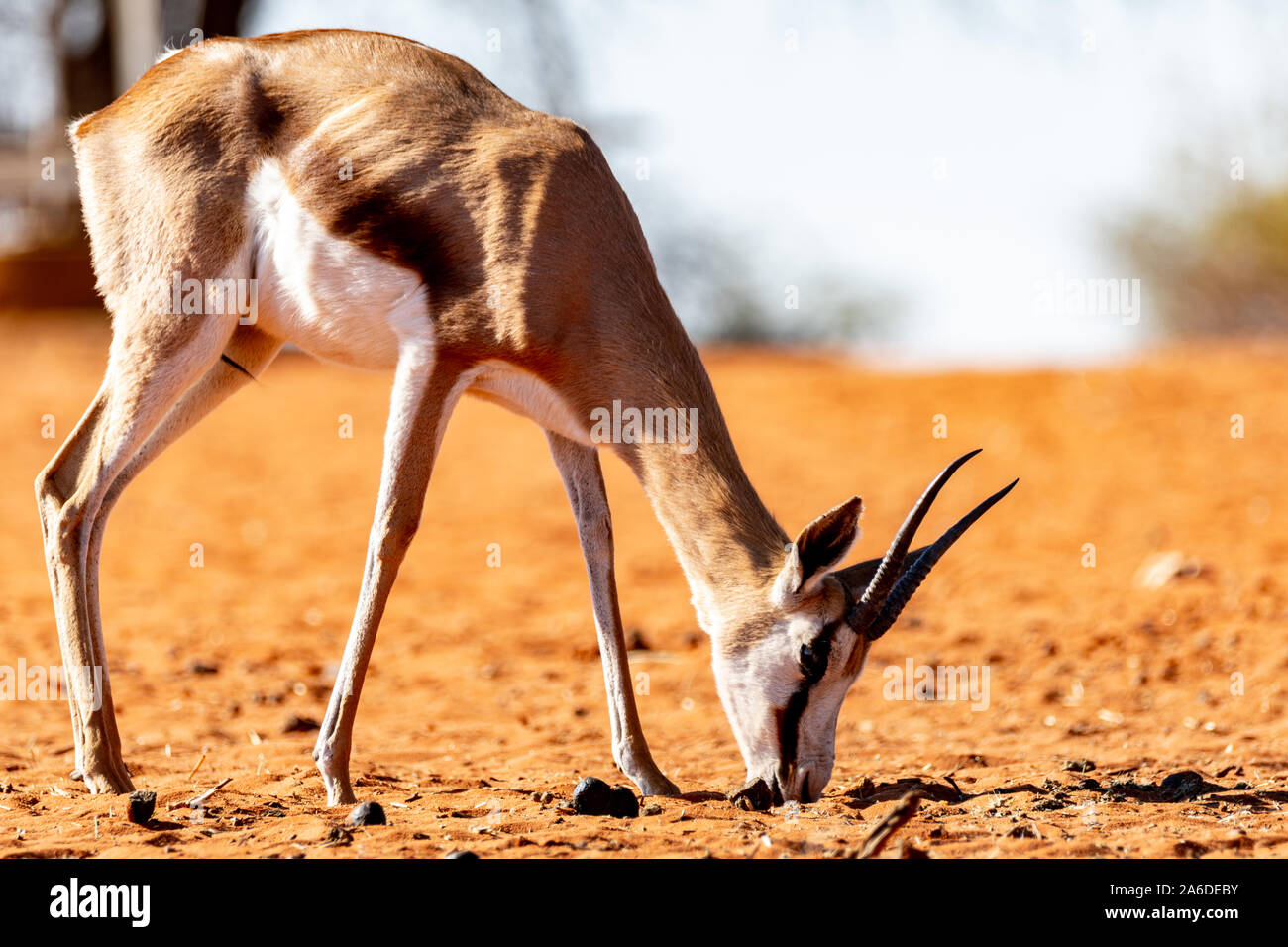 La fauna selvatica nel deserto del Kalahari, Namibia, Africa Foto Stock