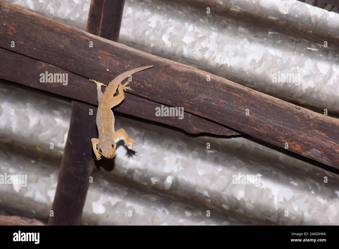 Lucertola morto appeso sulla sommità del soffitto. Foto Stock