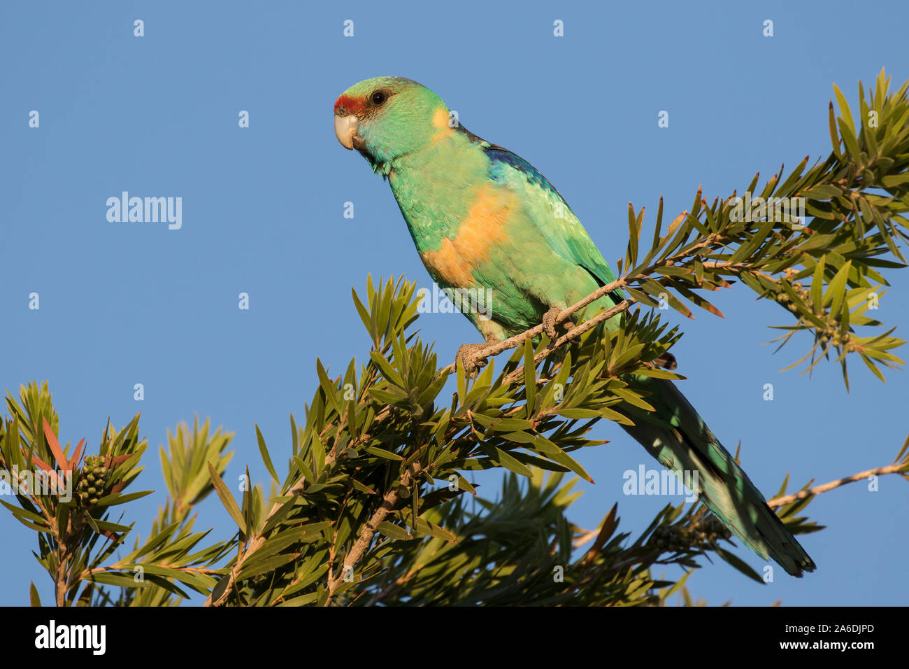 Australian Ringneck Parrot alimentando in scovolino da bottiglia tee Foto Stock