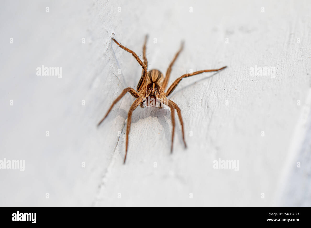 Una ripresa macro di un brown spider seduto su una parete bianca Foto Stock