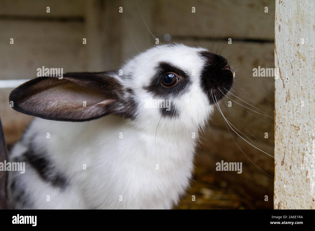 Un coniglio bianco con macchie nere sul fieno. Foto Stock