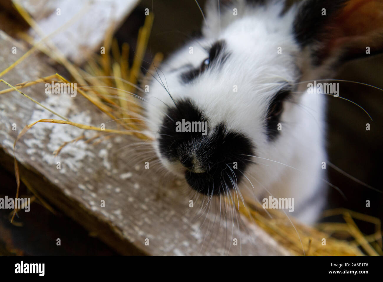 Un coniglio bianco con macchie nere sul fieno. Foto Stock