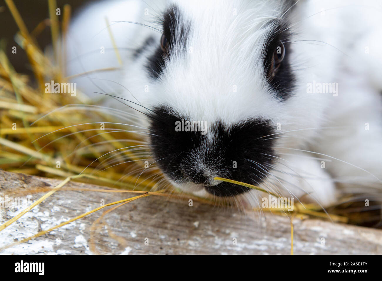 Un coniglio bianco con macchie nere sul fieno. Foto Stock