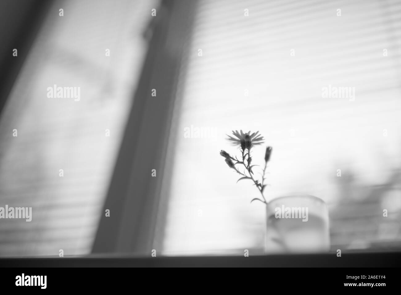 Gara poco fiori in un vaso piccolo, luce di sfondo sfocato finestra, BW Foto Stock