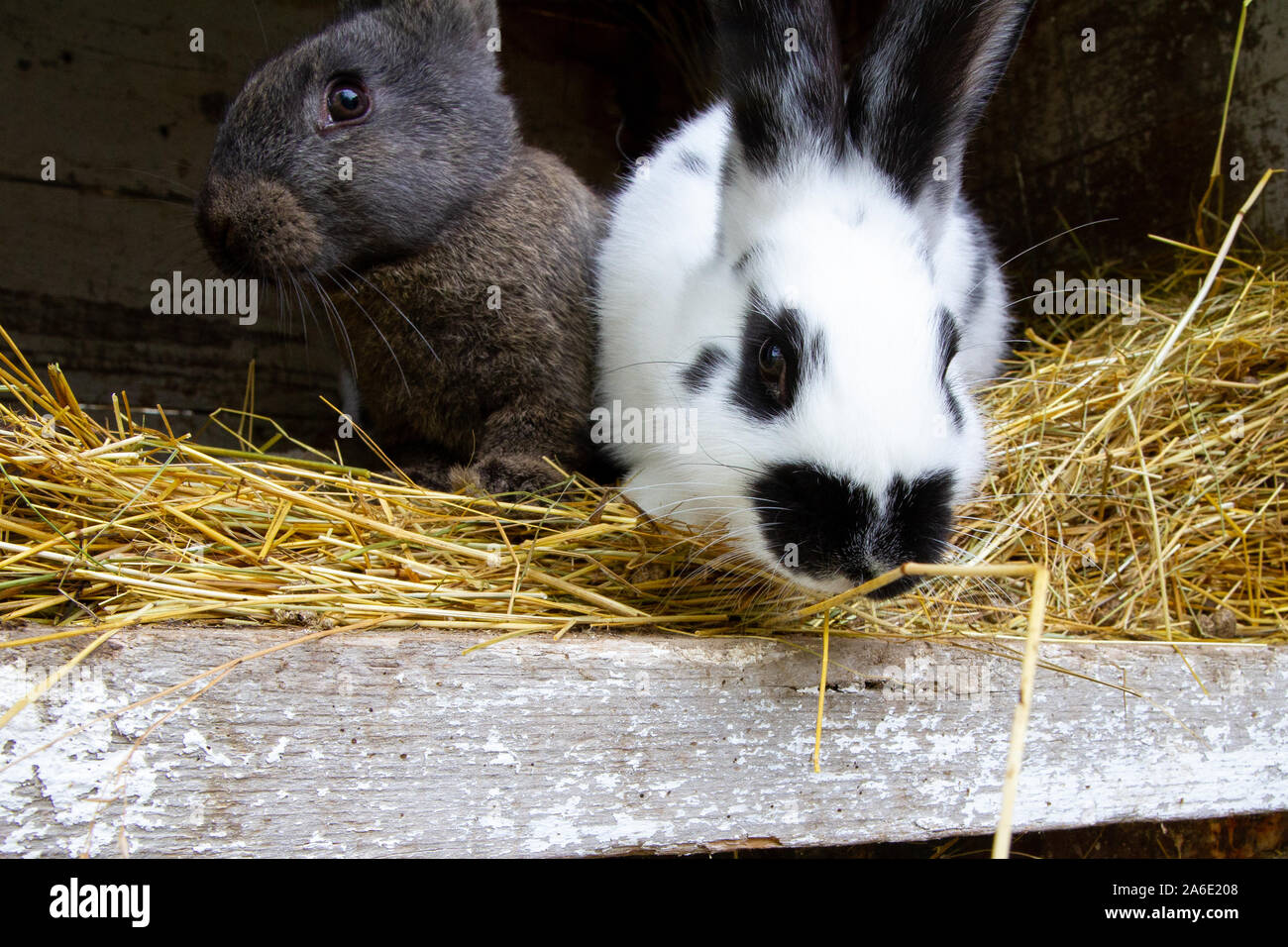 Il bianco e il nero dei conigli su fieno. Foto Stock