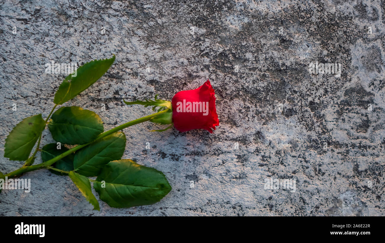 Solitario red rose, con il gambo e le foglie pogiata su un muo di marmi bianchi e grigi Foto Stock