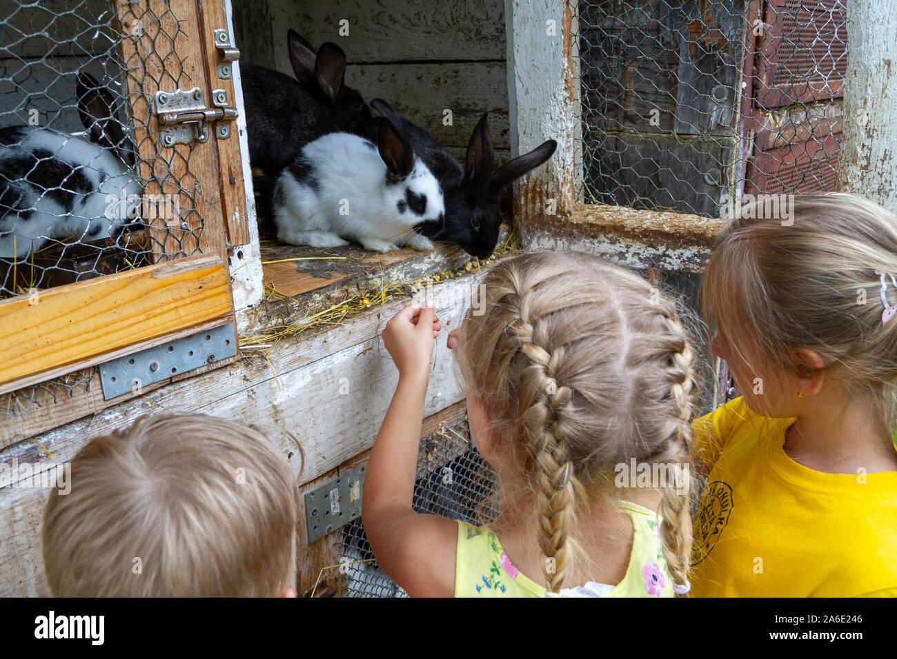 Bambini alimentare conigli in una gabbia. Foto Stock